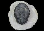 Pedinopariops Trilobite - Beautiful Preservation #66340-3